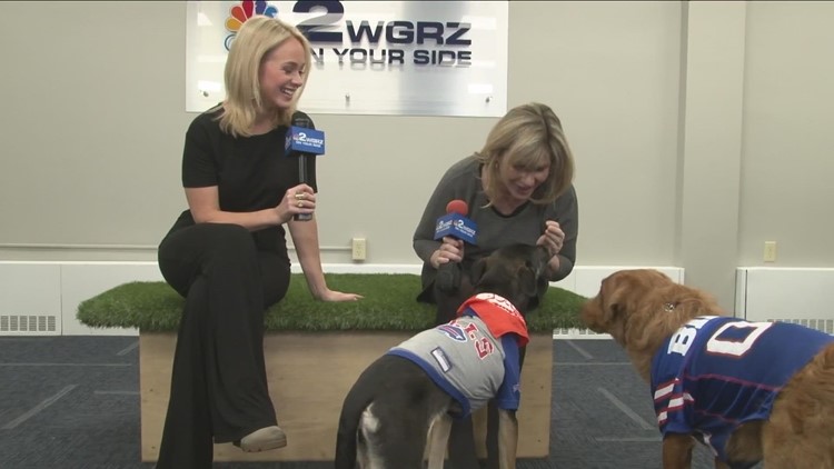 Most Buffalo: 'Local Puppy Bowl contestants in studio'
