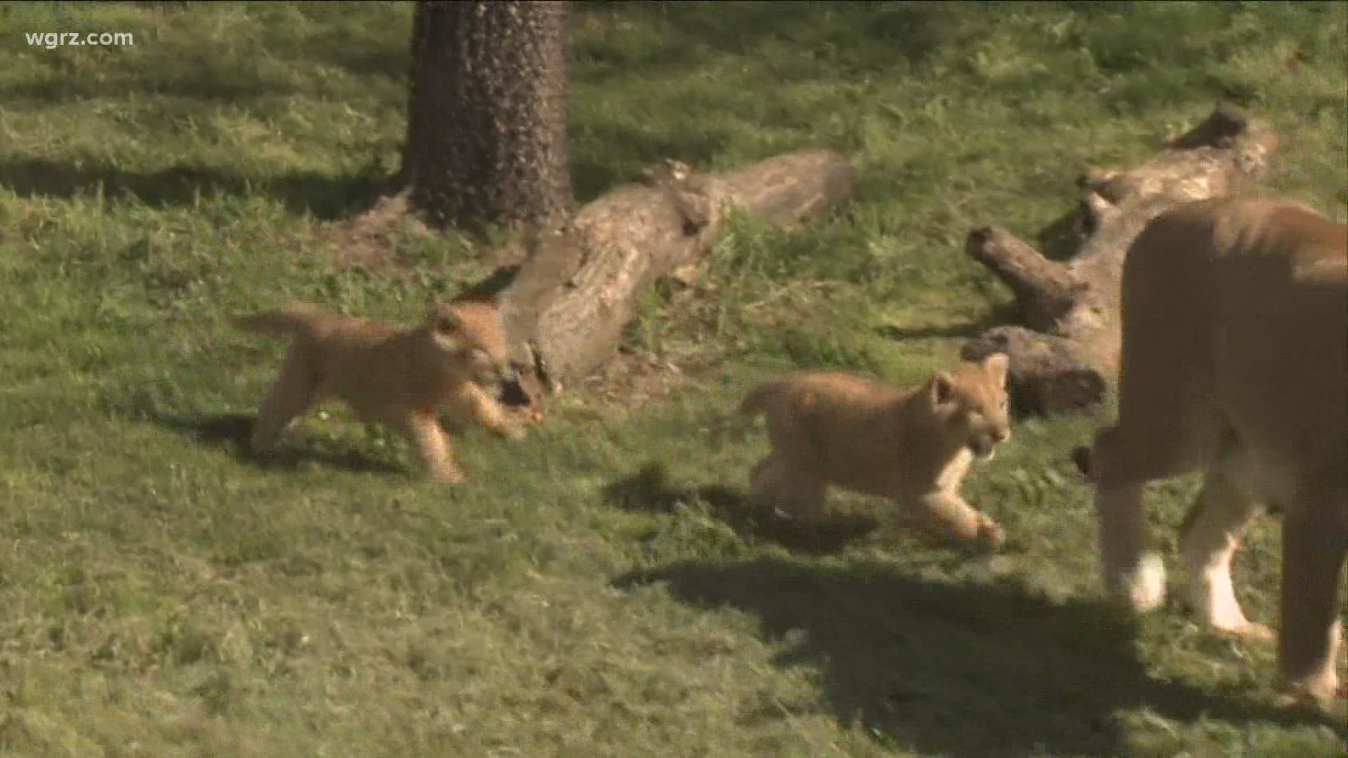 if you can't make it to the zoo.. they will be around every day from 10-1:00 p.m.