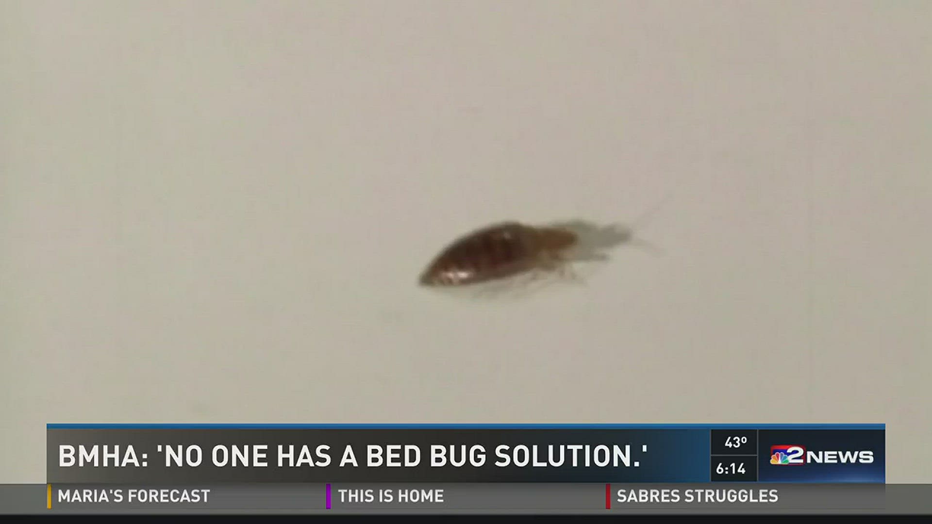 BMHA: 'No One Has A Bed Bug Solution