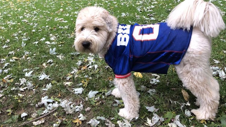 PHOTOS: Bills Mafia dogs