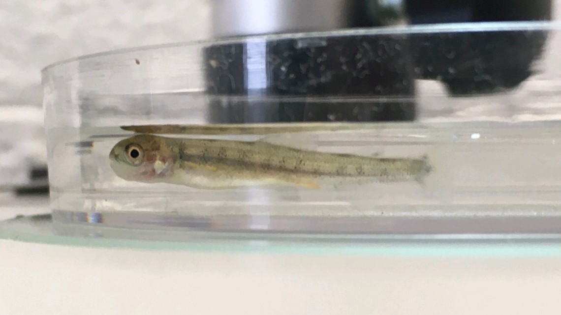 Lake Erie sees first documented trout reproduction in more than 60 years