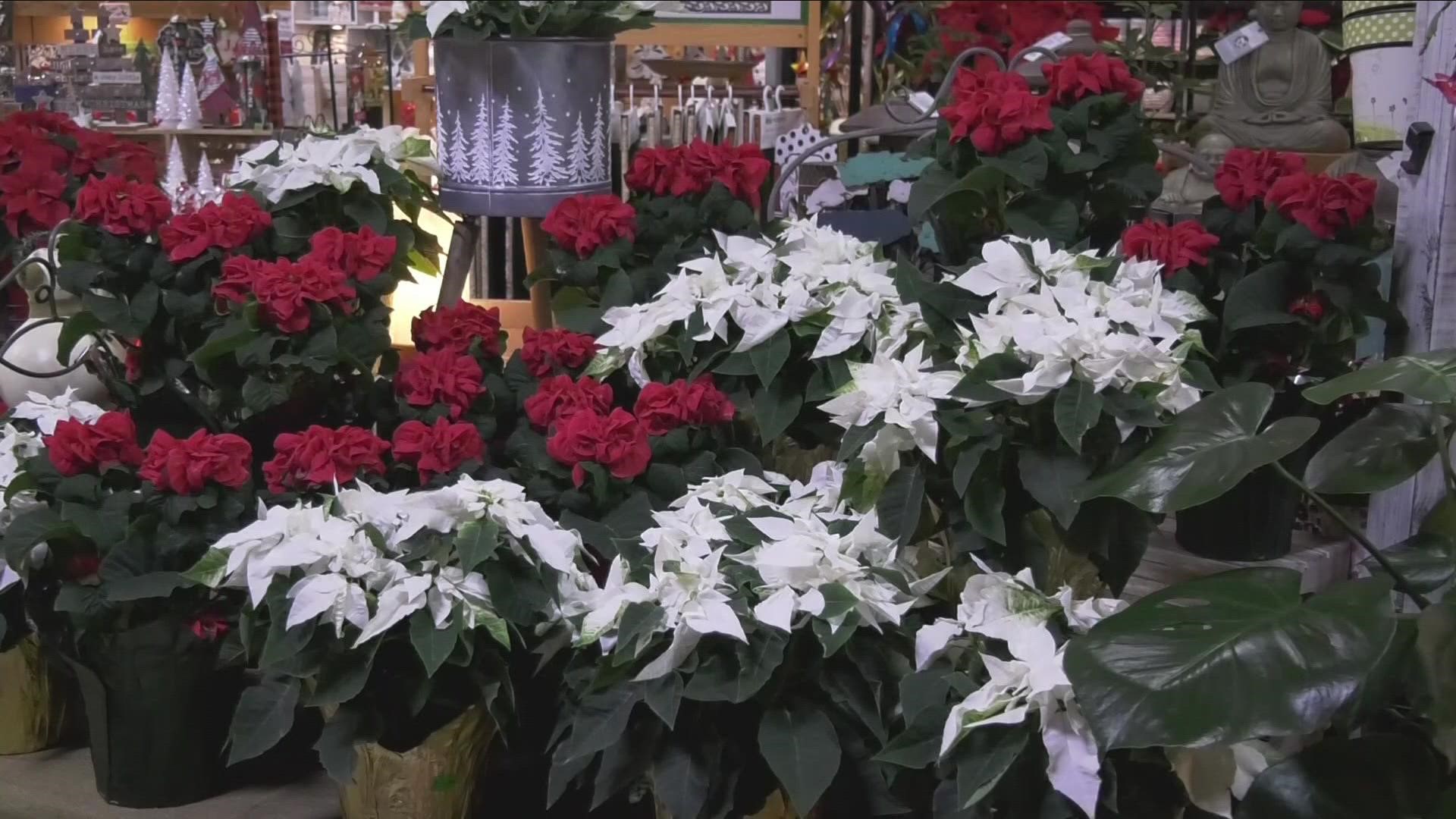 At Seneca greenhouse, there is a huge selection of poinsettias.