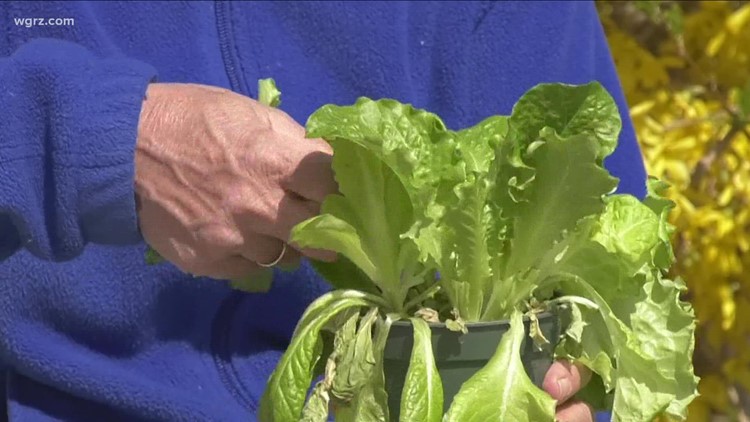 2 The Garden: Growing lettuce