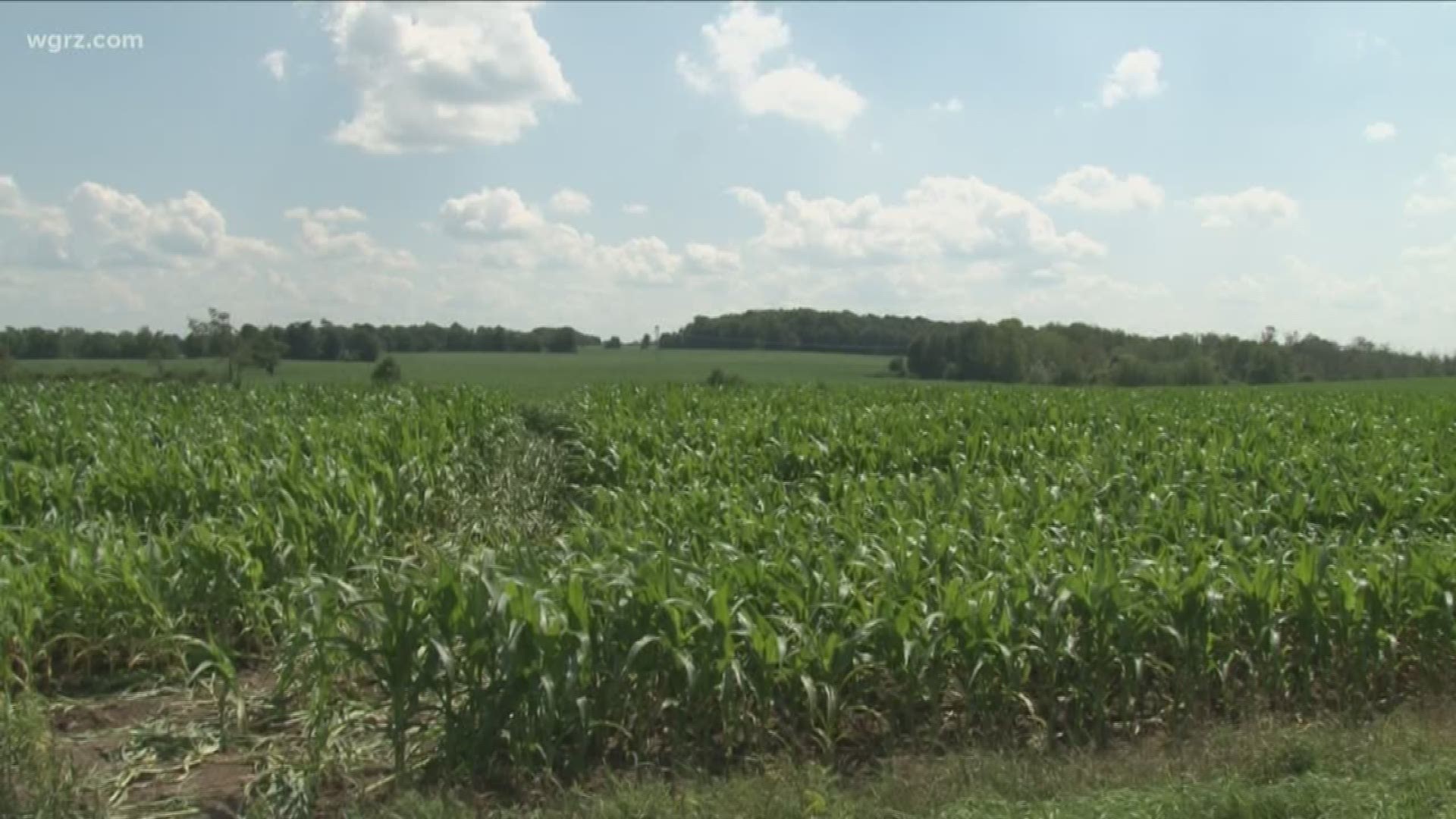 A man has died following a skydiving accident which happened shortly after noon.