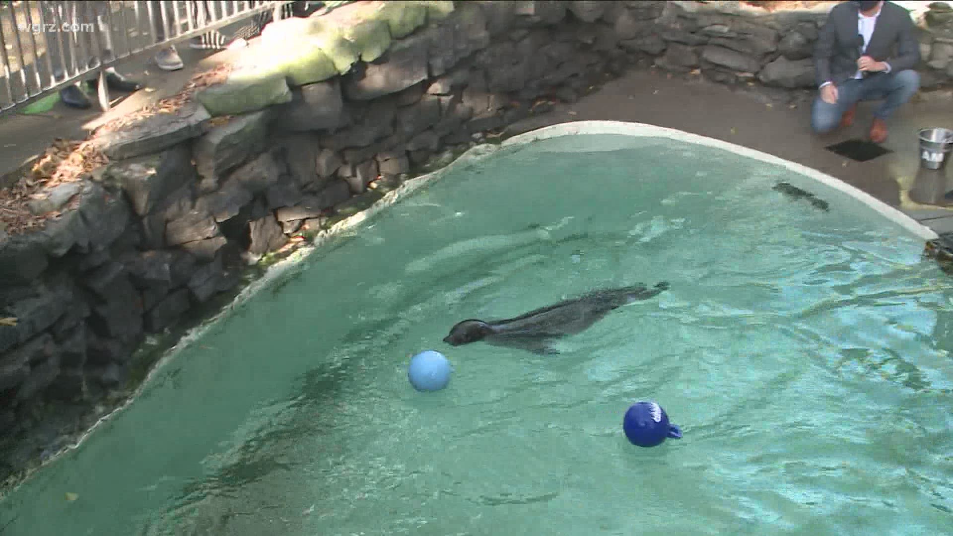 Stryker the harbor seal predicts the weather