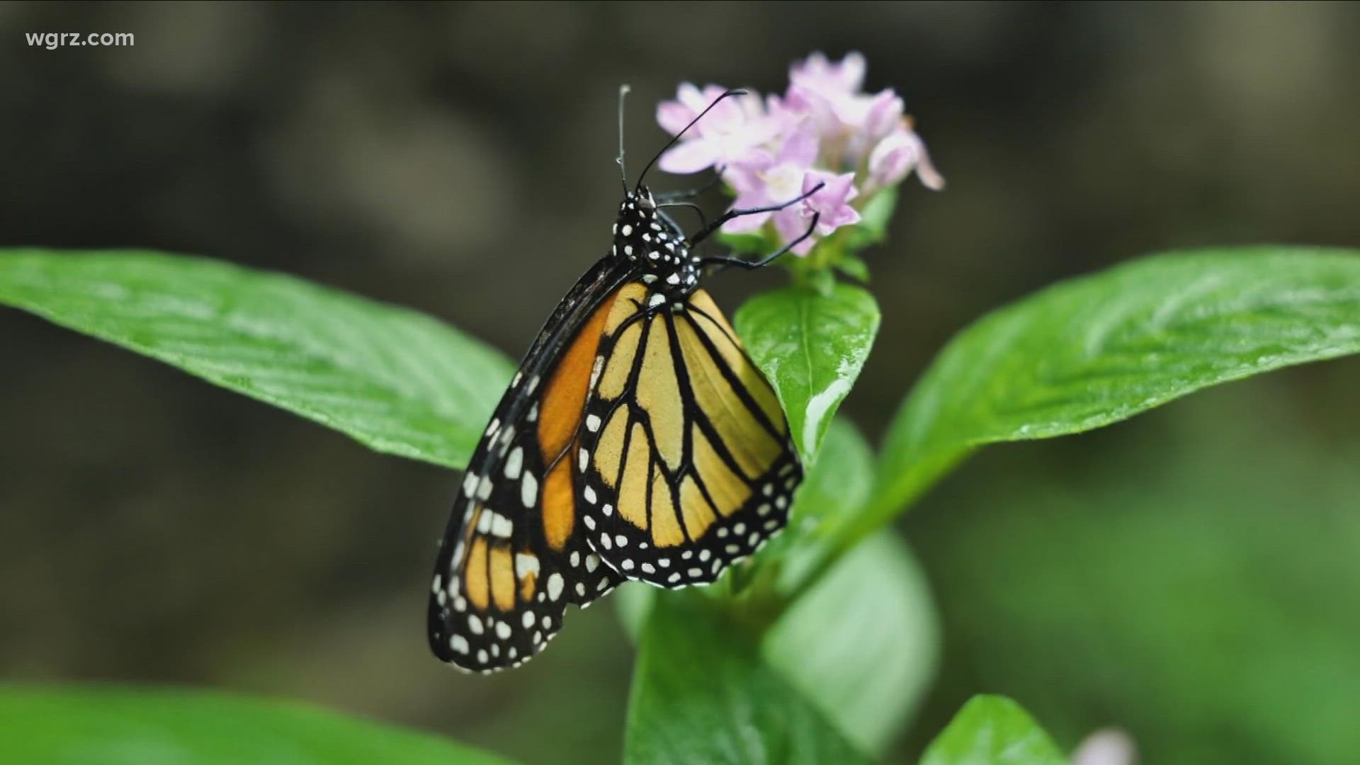 Environmentalists say the population of monarch butterflies in North America has declined between 22% and 72% over 10 years, depending on the measurement method.