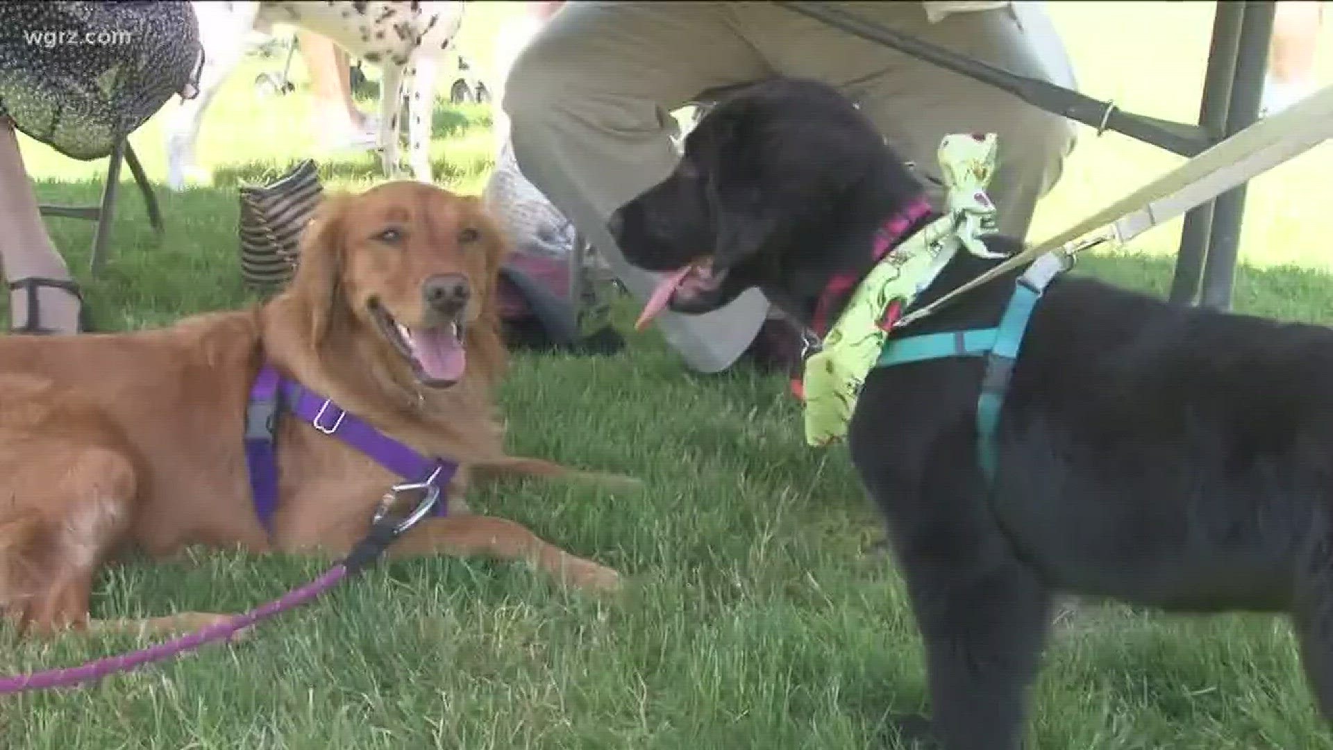 WalletHub says WNY not pet-friendly