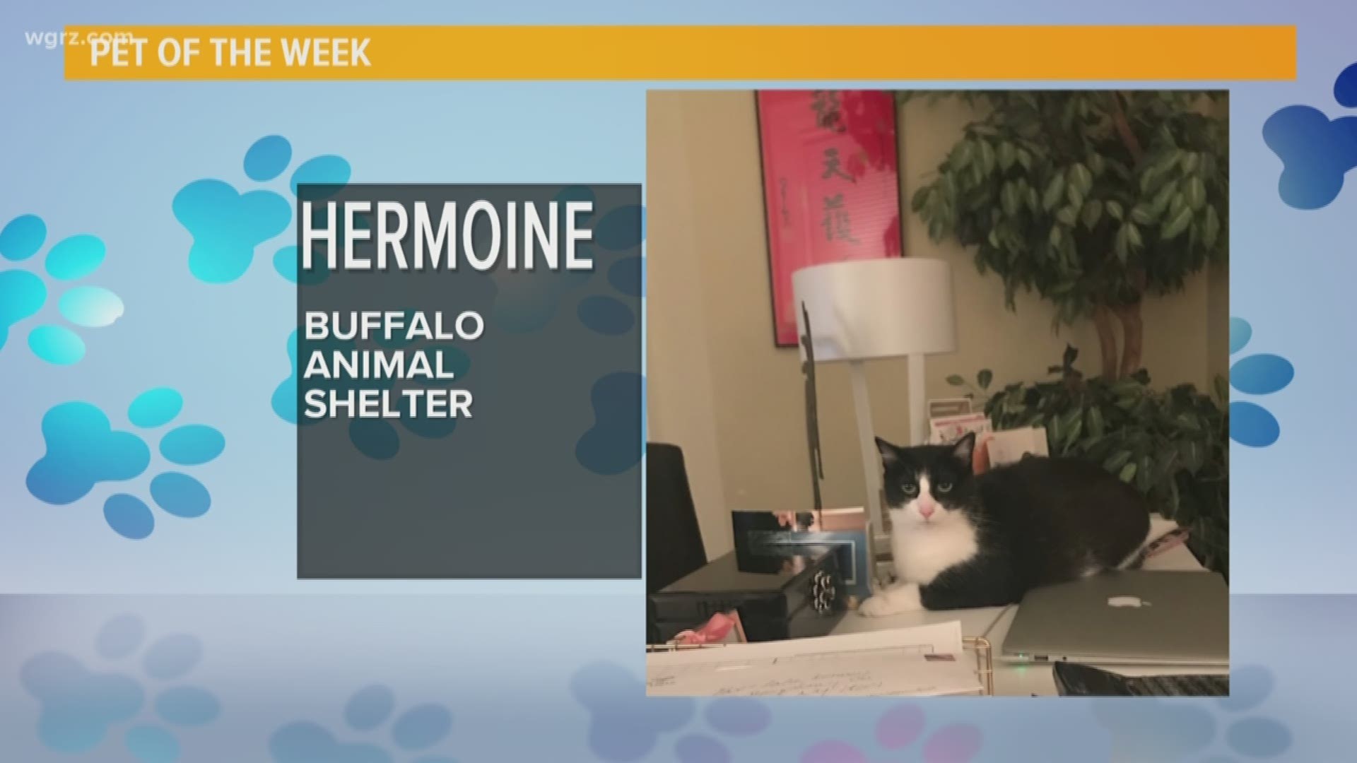 Meet Hermione! This pretty kitty is looking for her furrever home!