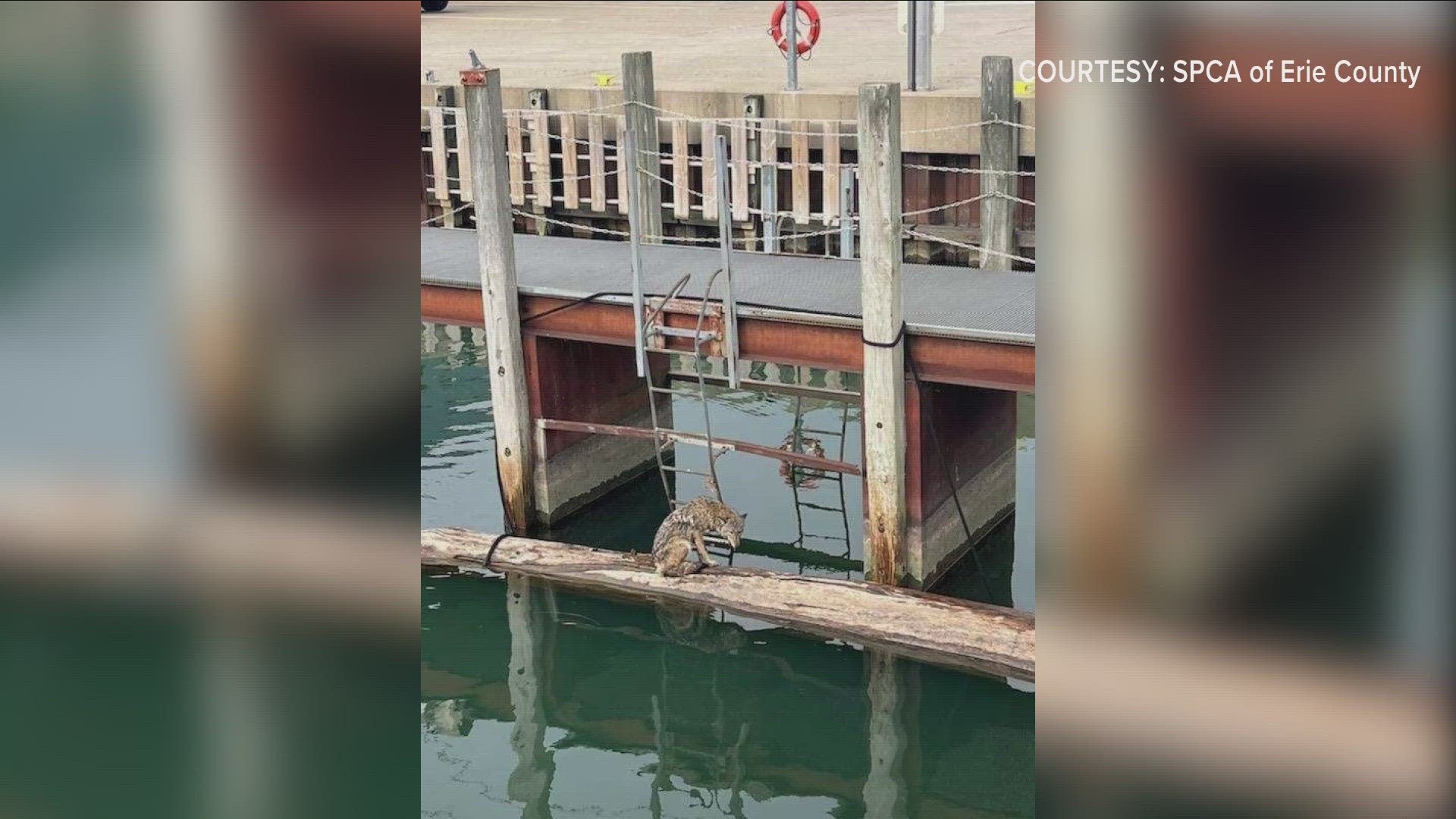 THEIR OFFICERS HELPED RESCUE THIS COYOTE WHO WAS STRANDED ON A LOG NEAR THE Coast Guard's STATION DOCKS ON FUHRMANN BOULEVARD.