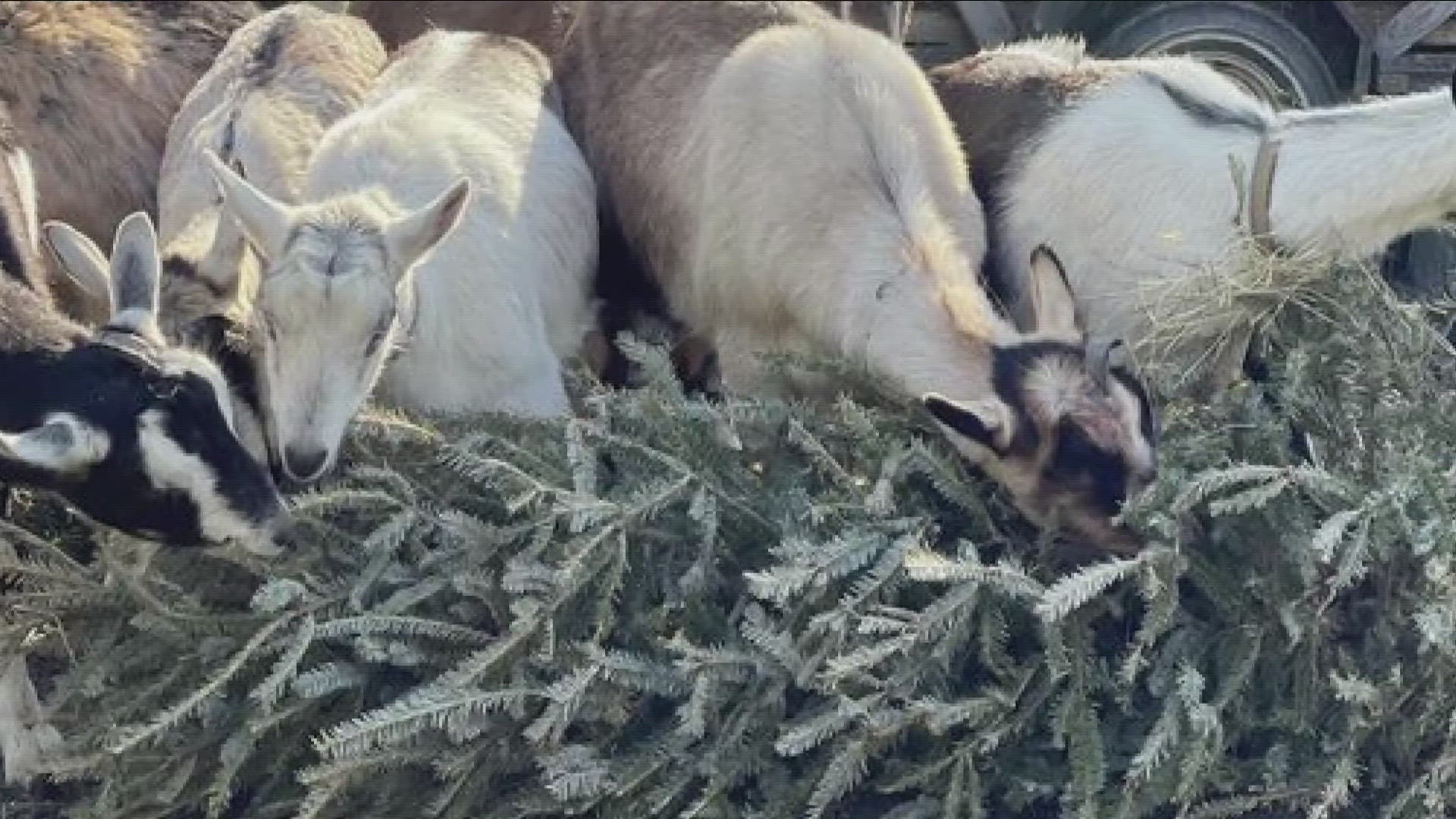 Let's Goat Buffalo is once again collecting Christmas trees for the goats to enjoy