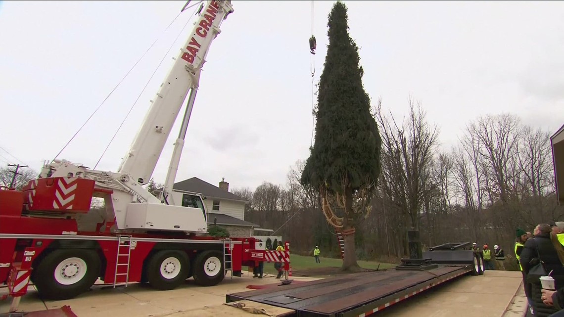 30 Rock Christmas tree cut down today headed to NYC