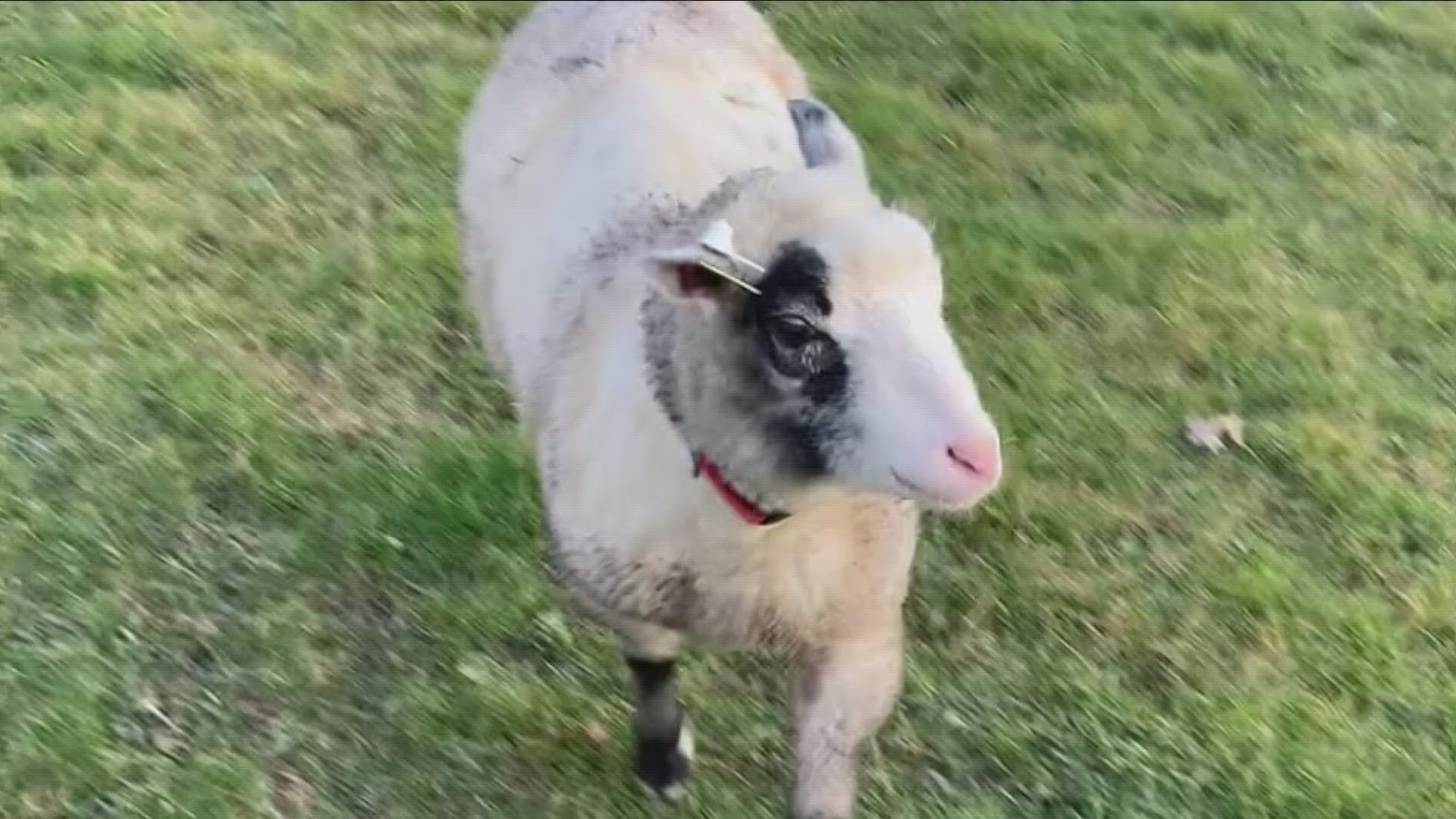 Niagara SPCA looking to find a home for Butter the lamb