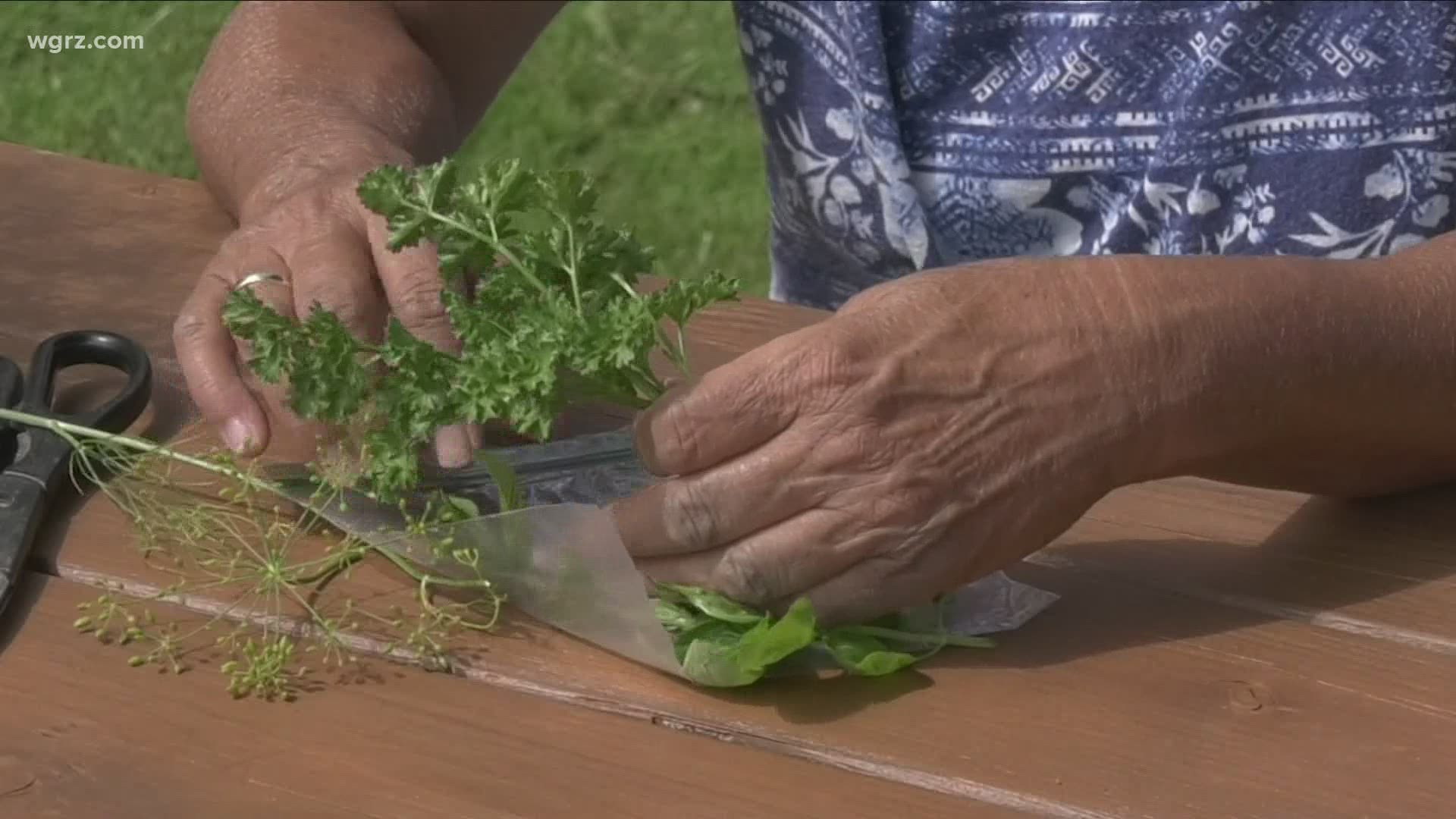 Fresh herbs are finally in full bloom and ready to pick. There are a couple of different things you can do to keep and use your herbs as long as possible.