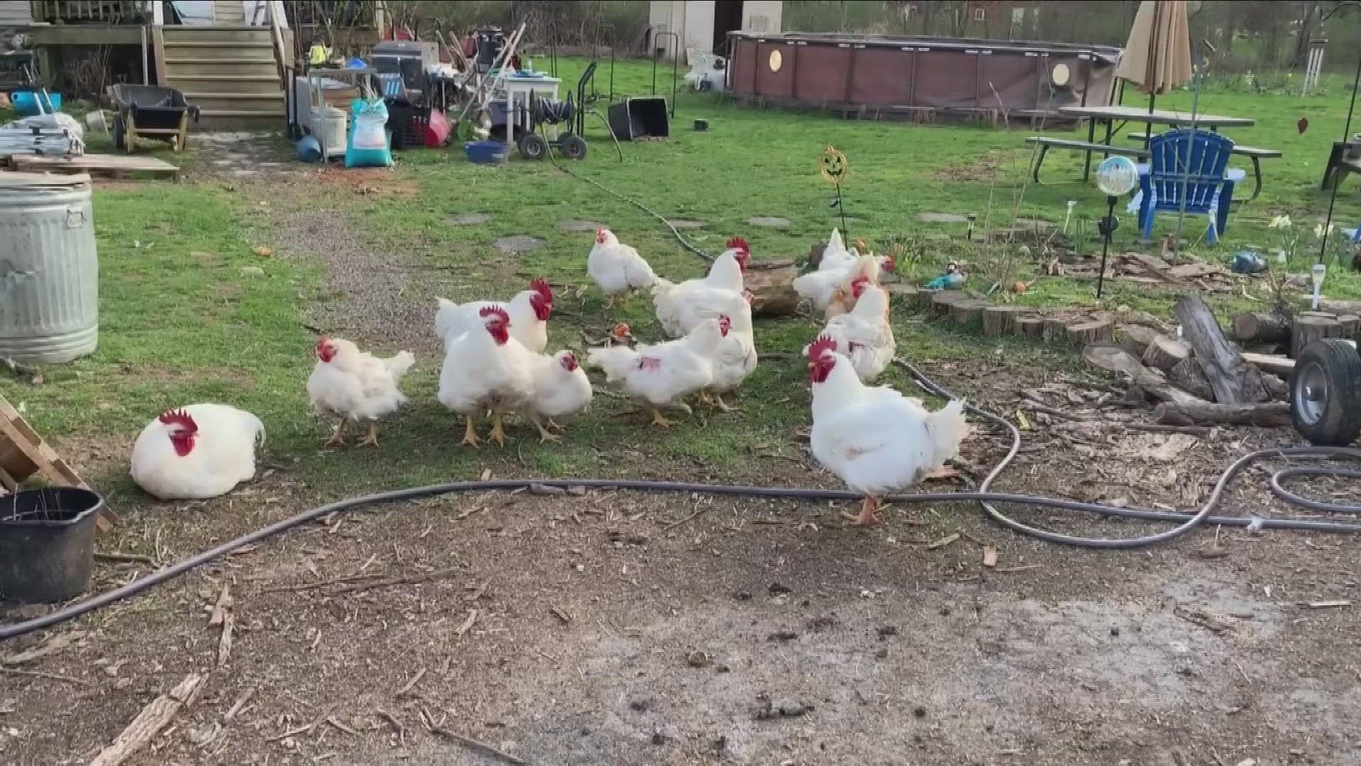 50 chickens missing from yard in Niagara County