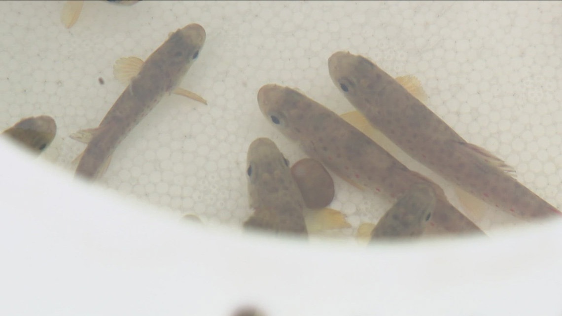 Trout released in Ellicott Creek - Vimarsana News