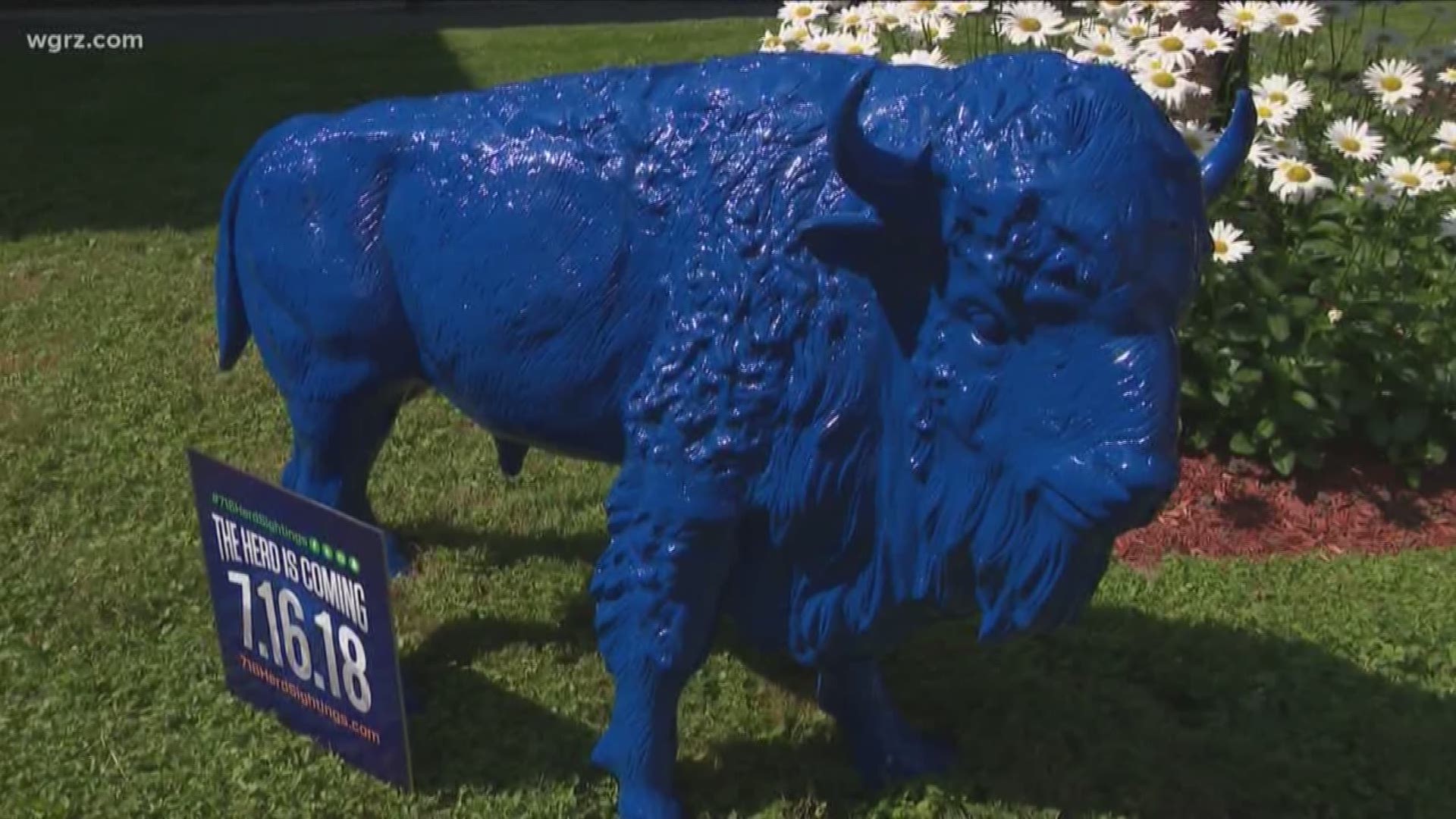 Blue Buffaloes: Herd Of Hope For Roswell Park