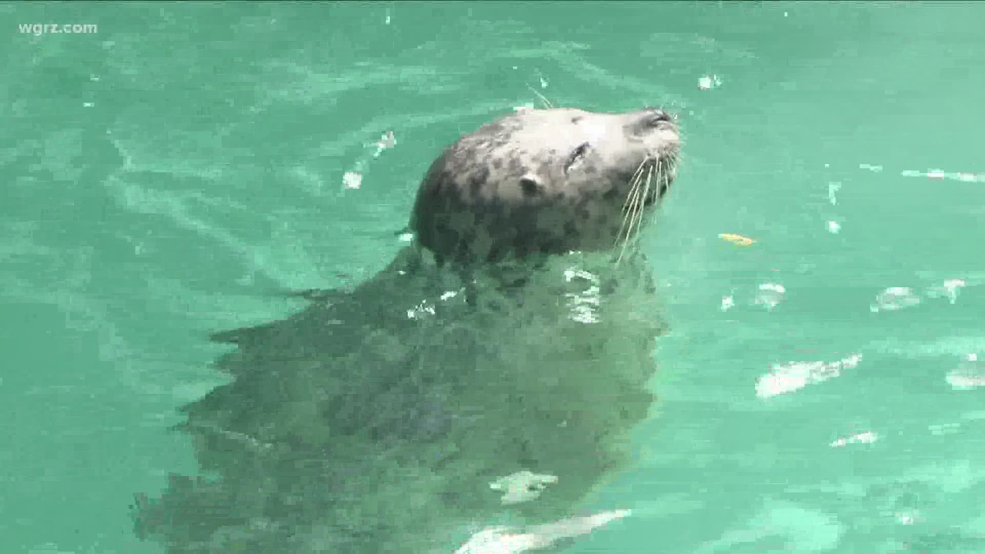 A very special birthday celebration at the Aquarium of Niagara. Sandy the harbor seal turns 40 years old! That is near twice the life span of an average harbor seal!