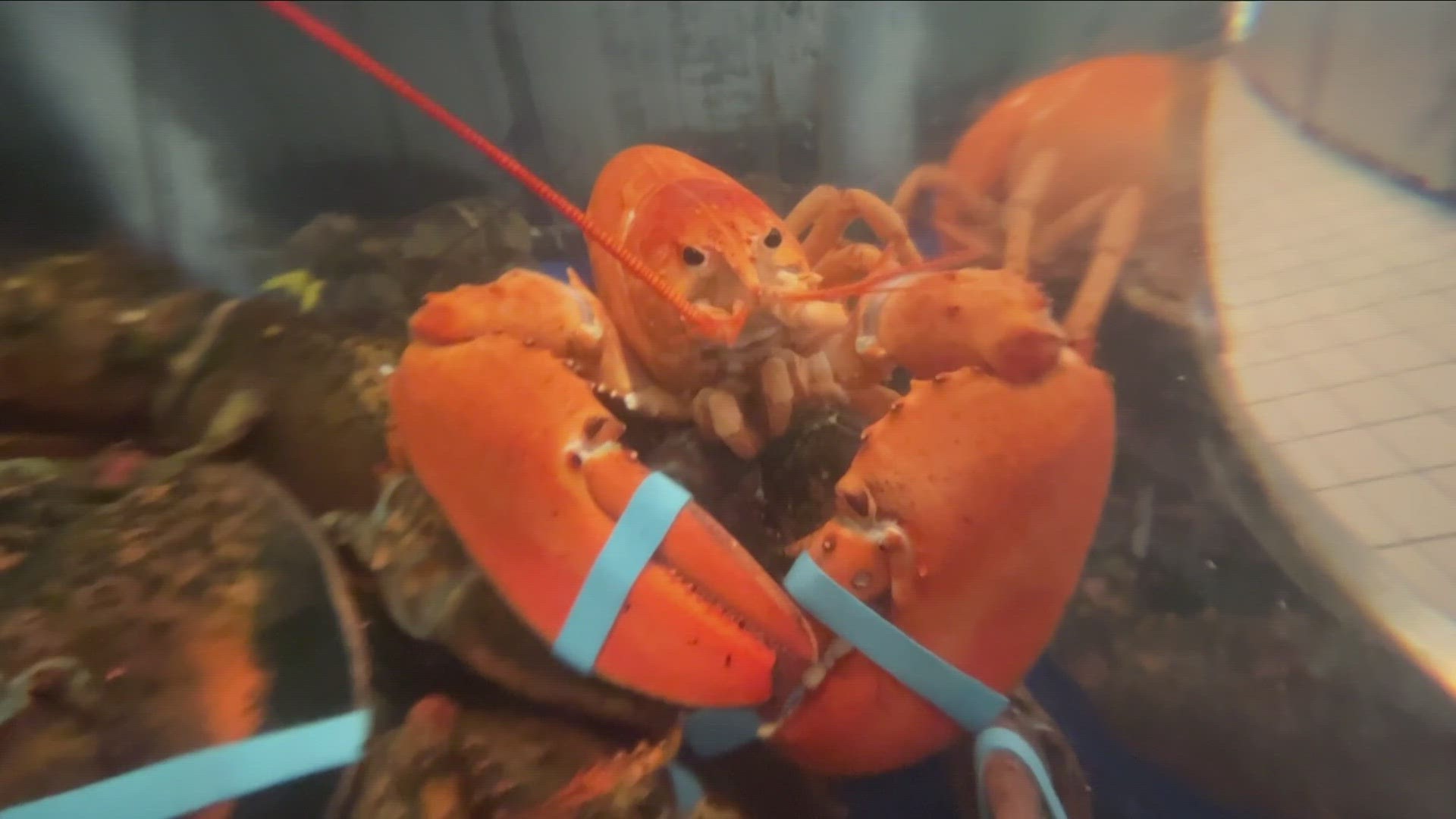 Hayes Seafood in Williamsville finds rare orange lobster in a shipment from Boston, MA