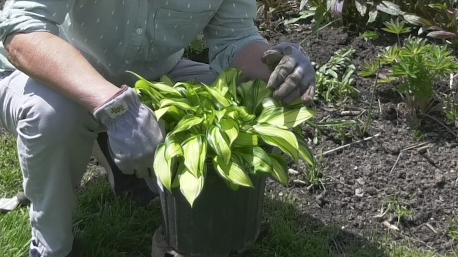 Jackie Albarella is taking us 2 the Garden to show how to plant this long-lasting flower.