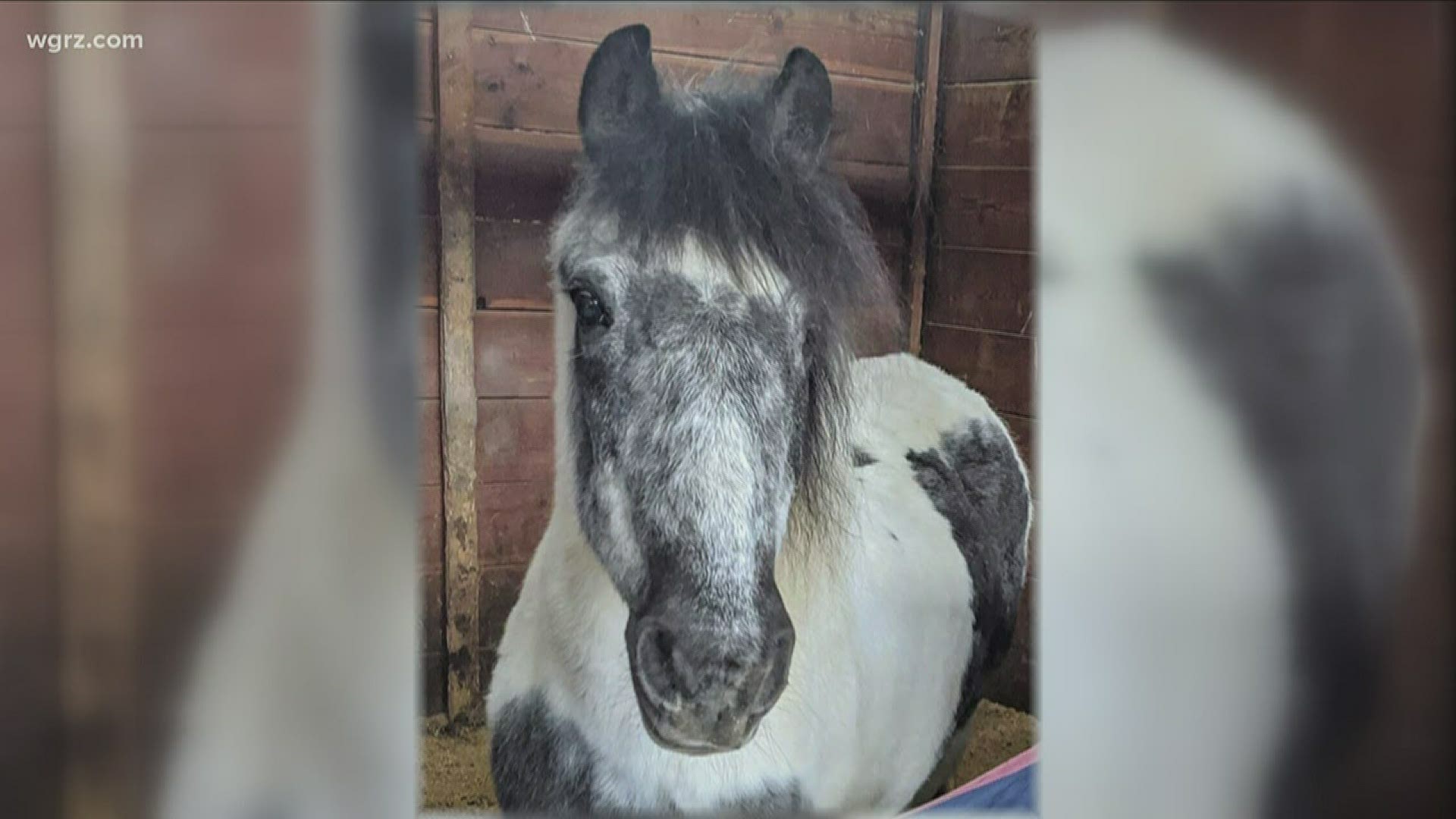 Local horse rescue looking for WNY help