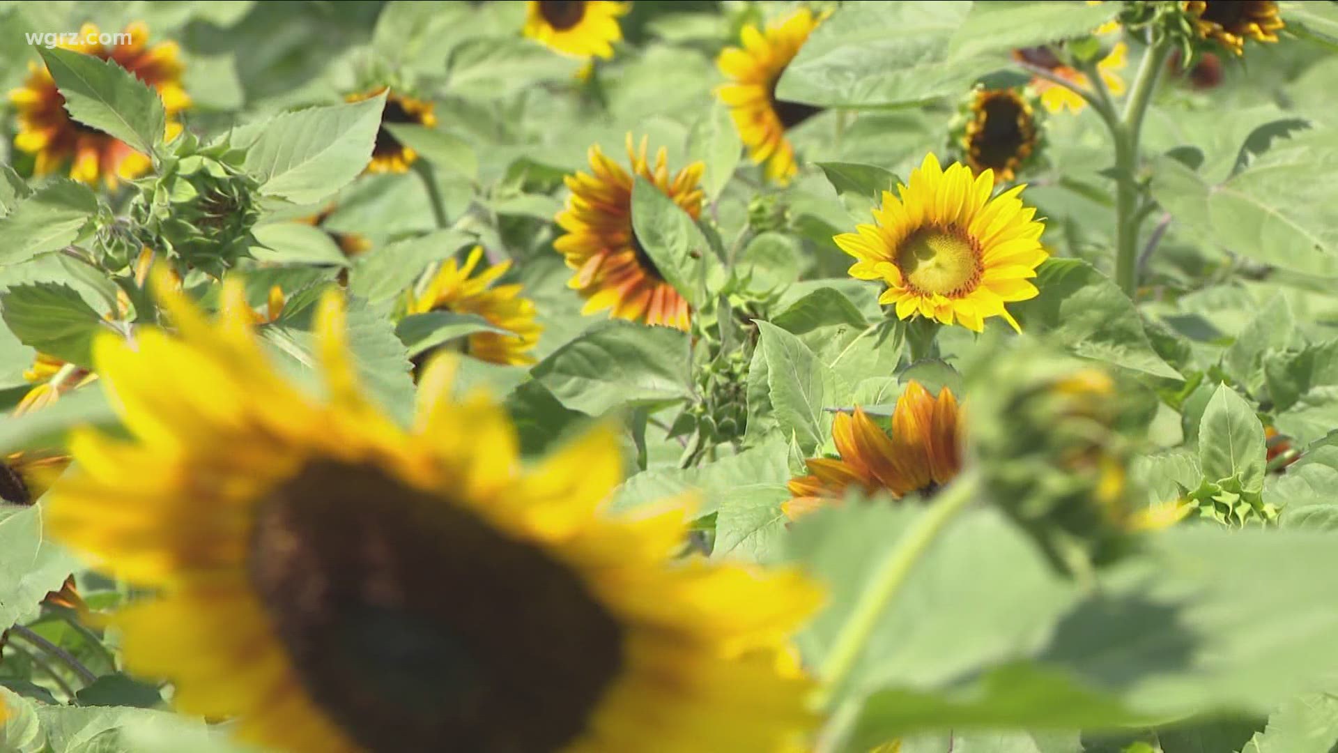 The Sunflowers Of Sanborn Are Back