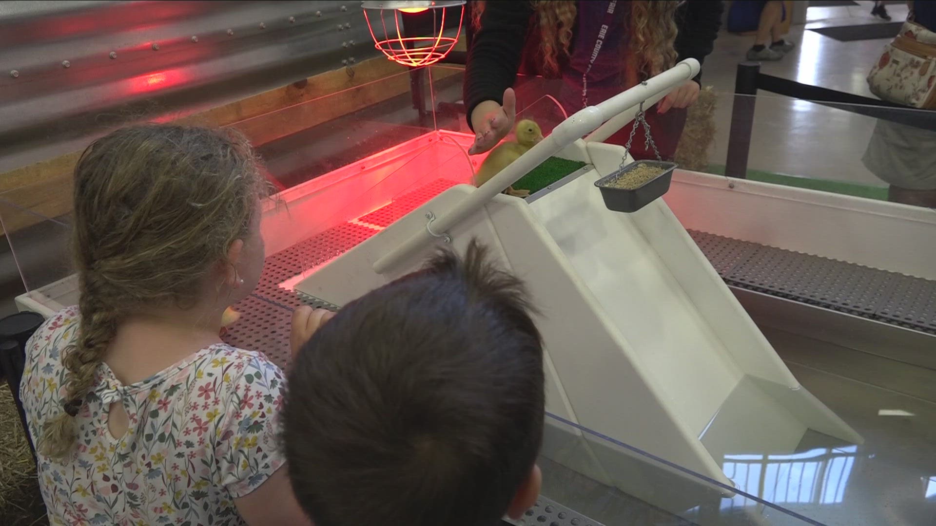 Checking out the Duck Slide at the EC Fair