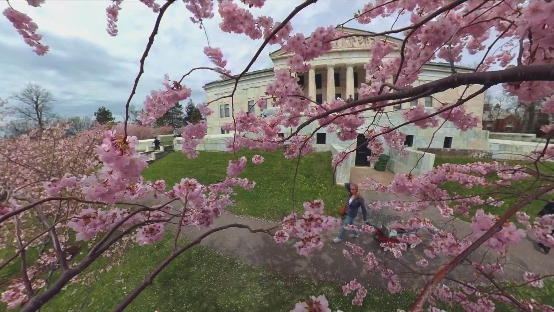 Buffalo Cherry Blossom Festival happening later this month