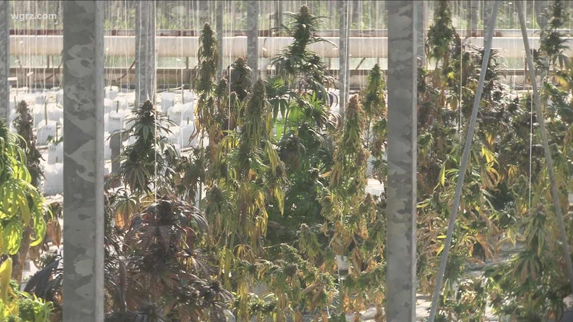 NY Gov. Hochul signs conditional cannabis cultivation bill - Vimarsana News