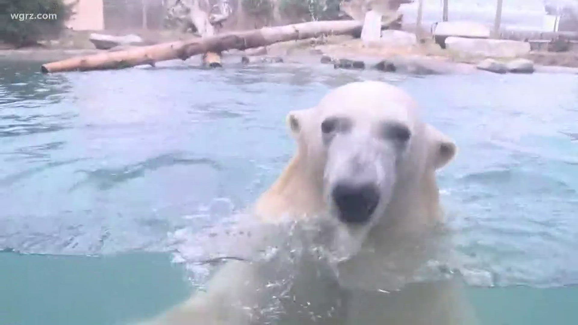 Daybreak's Joshua Robinson visited the Buffalo Zoo to find out more about their Polar Bear Days.