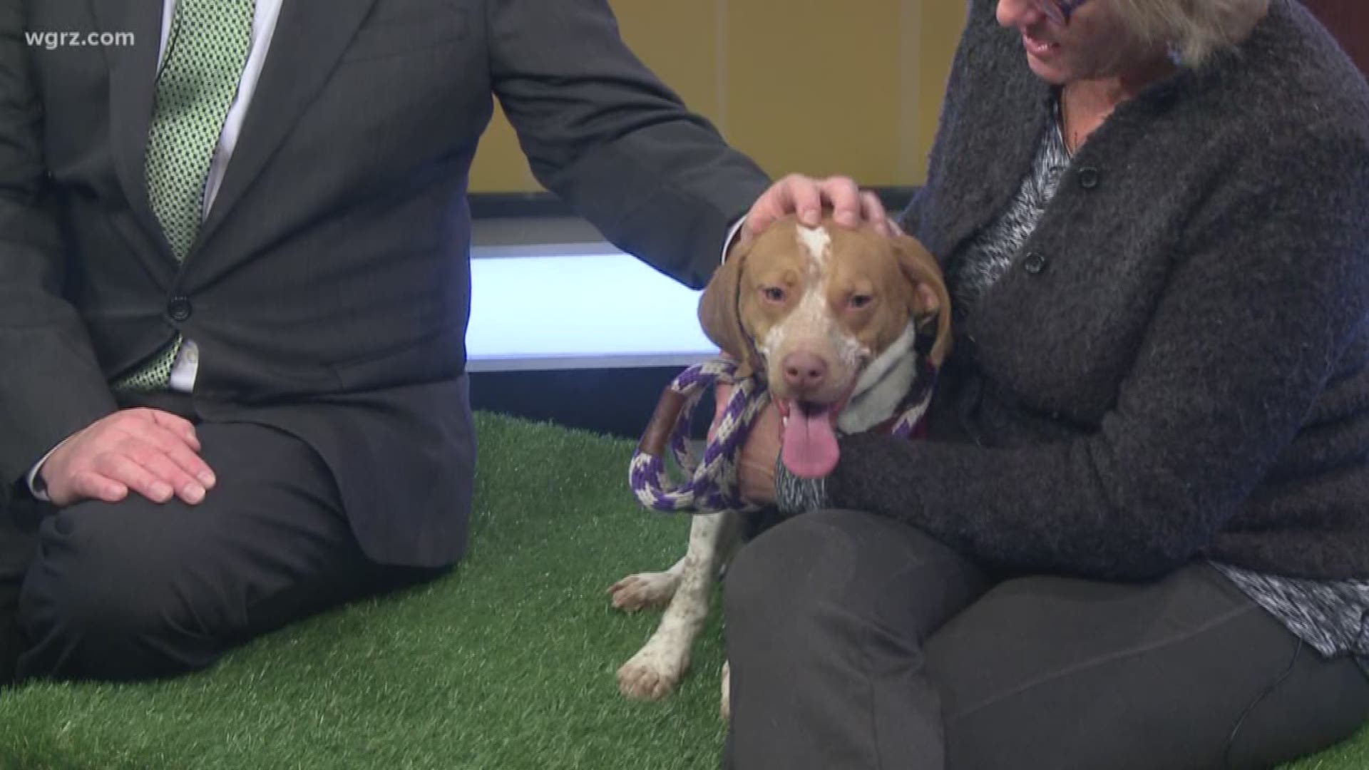 Baloo is a beagle mix who is up for adoption at the Buffalo Animal Shelter. He's 1 to 2 years old, so full of energy, but he also likes his chill time.