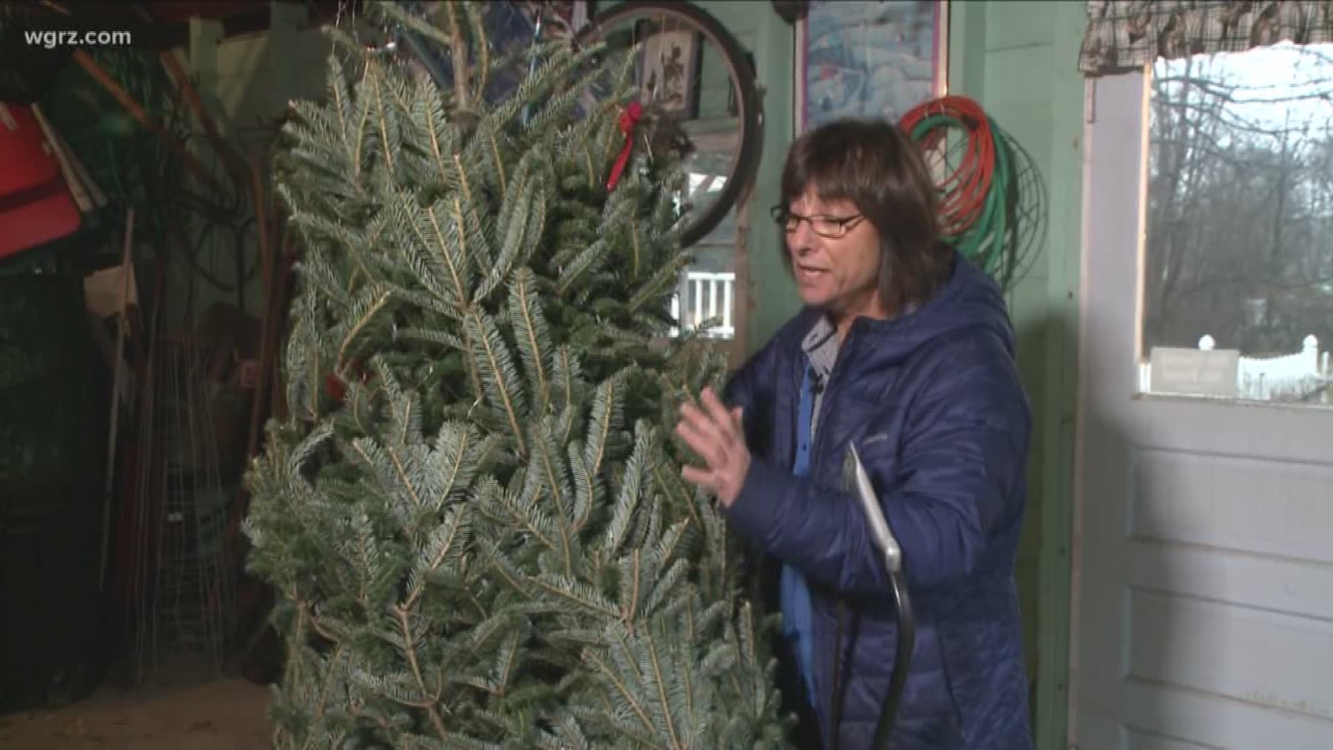 Jackie Albarella has some tips to keep your fresh Christmas tree from dropping its needles too soon.