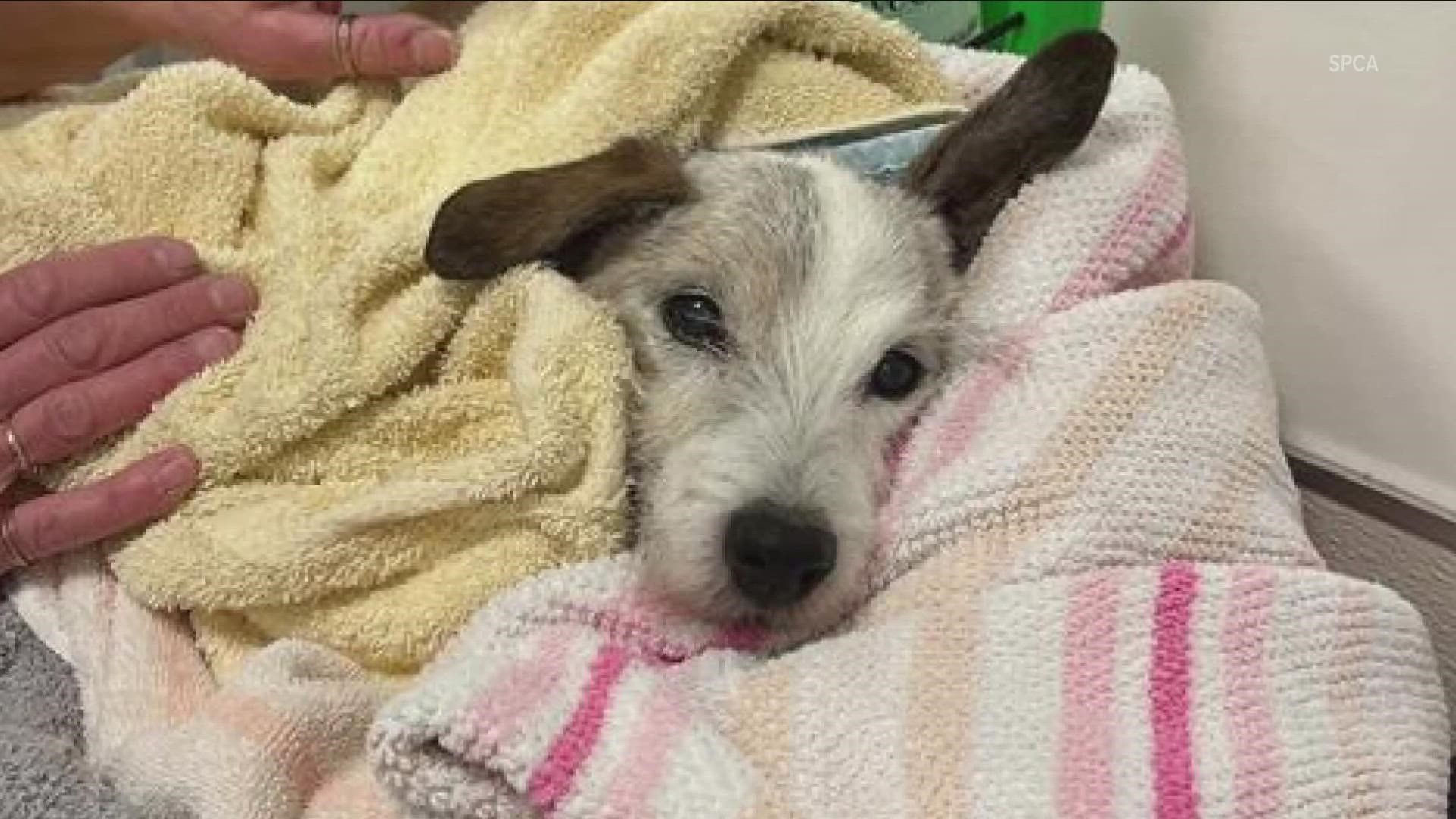 After pulling the Jack Russell out, Jim Skoney took him to the SPCA for treatment and to track down his owner.