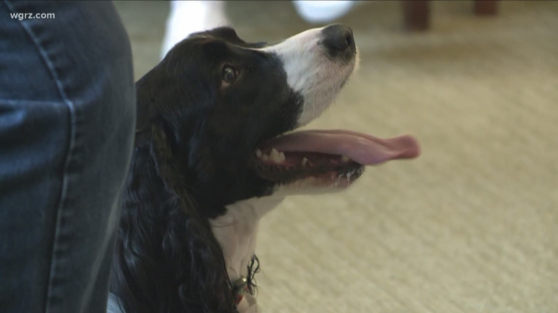 Adeline is a four-year-old English Springer Spaniel who hasn't met a tennis ball she didn't like. She visits with the residents at Brookdale Niagara once a week.