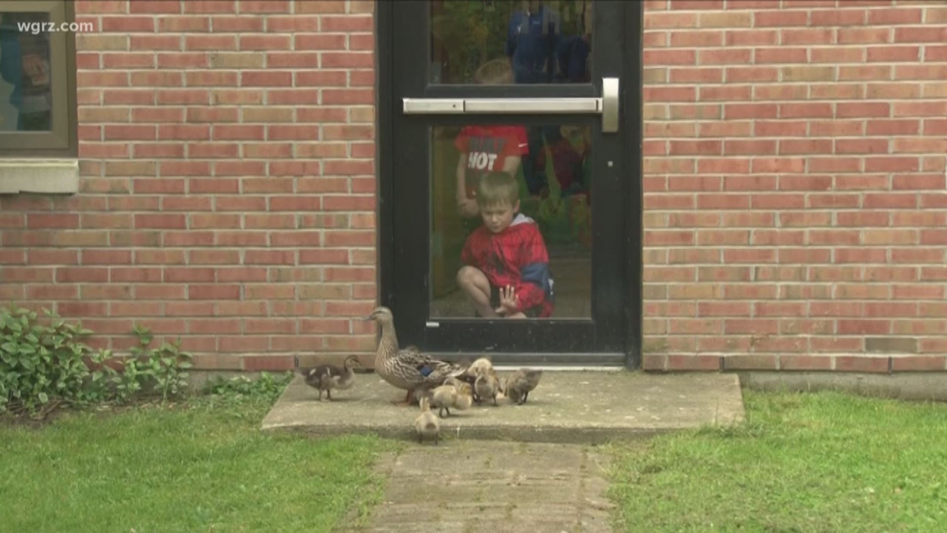 20+ Ducklings Living At Alden Primary School