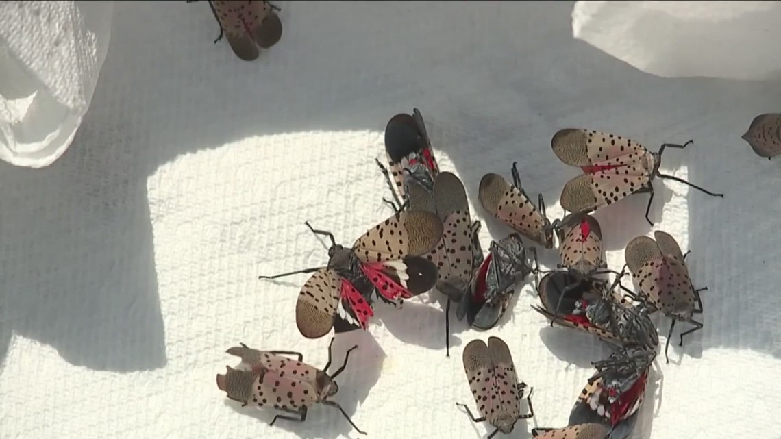 Invasive species found in the Finger Lakes | wgrz.com