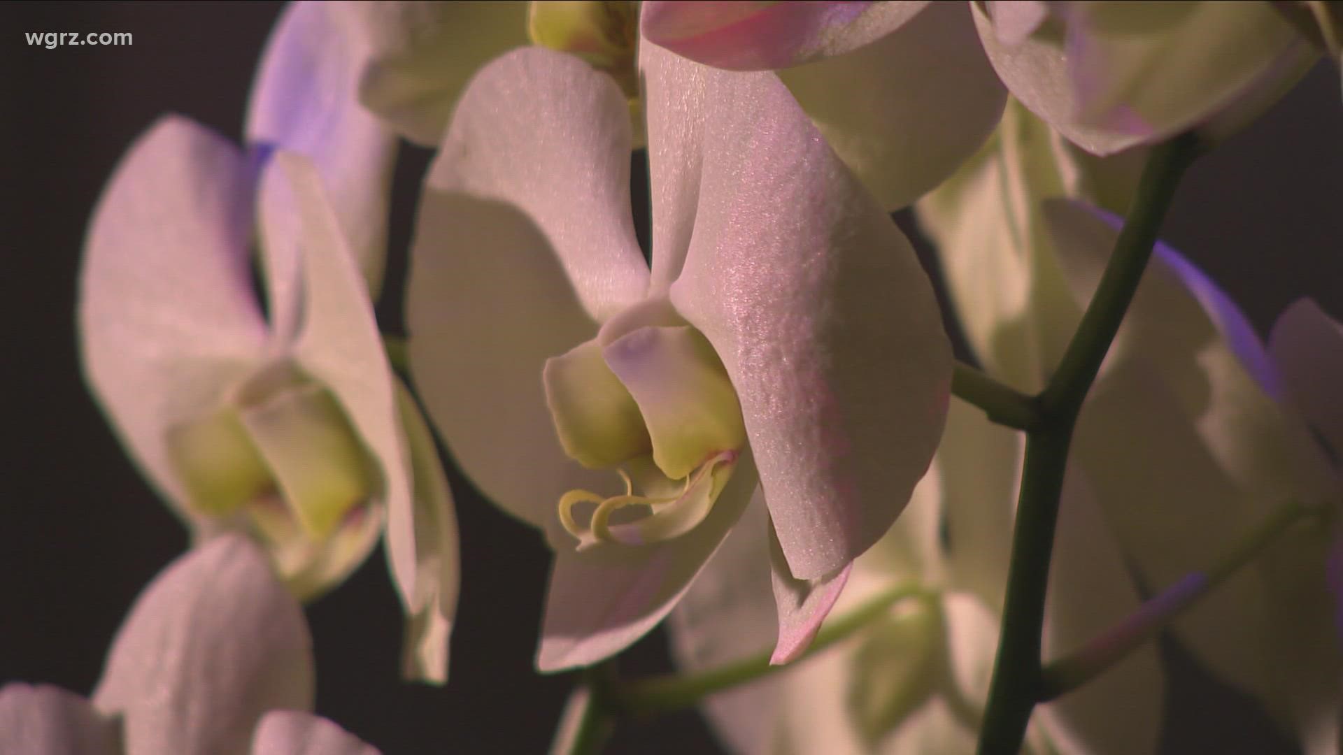 The gardens are filled with hundreds of hand-picked and award winning orchids. Organizers say they want to promote the culture of these unique flowers.