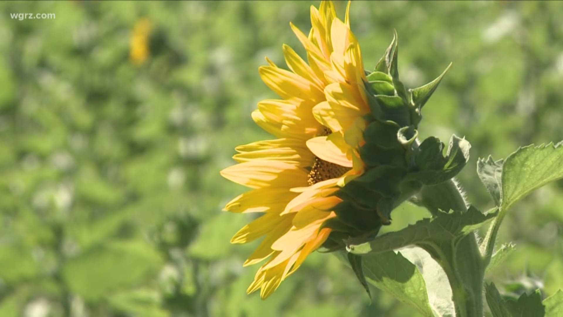 Back in business: Sunflowers of Sanborn gains zoning approval | wgrz.com