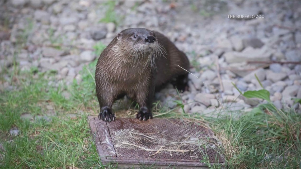 Poppy the North American river otter arrives in Buffalo | wgrz.com