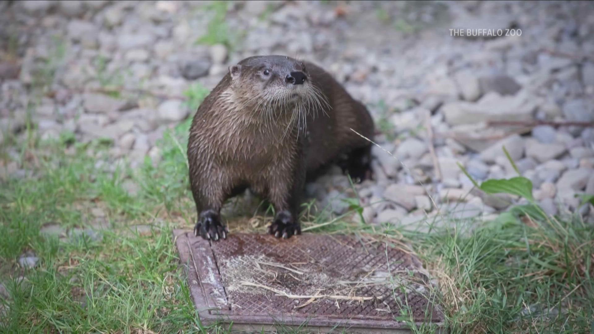 Poppy the North American river otter is a year and a half old and came to Buffalo from a zoo in Lansing, Michigan, around the middle of July.