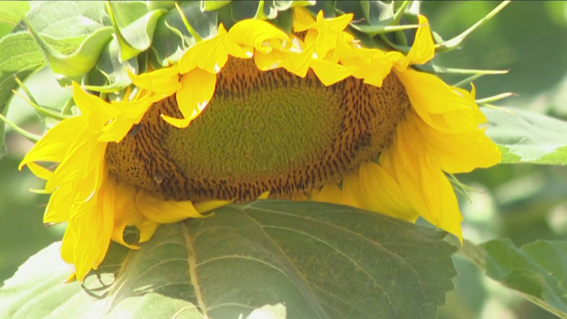 Sunflowers of Sanborn hosted its second craft show of the season. Nearly 100 vendors were on hand, as well as the fields of sunflowers.