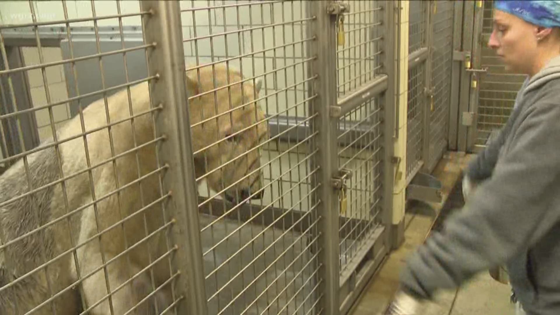 Polar bears Luna and Sakari have behavioral training sessions that allow the keepers and vets to get a closer look at their faces, teeth, paws, and other body parts to ensure they are healthy.