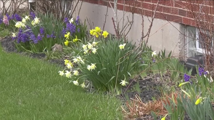 2 The Garden: Time to plant some spring bulbs