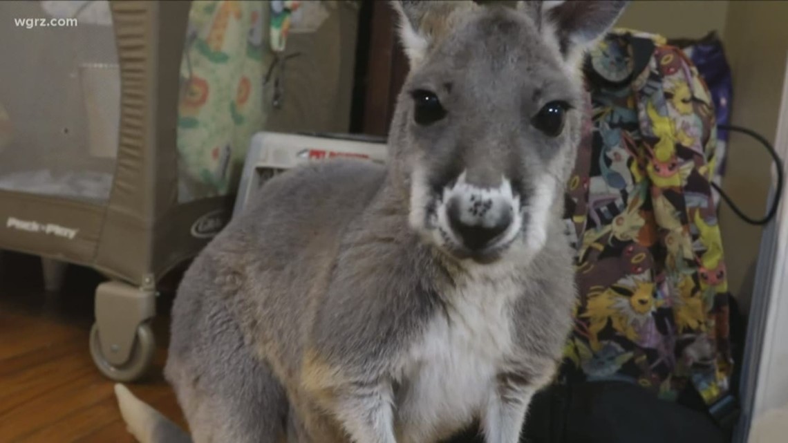 Kangaroo petting zoo coming soon to Niagara County