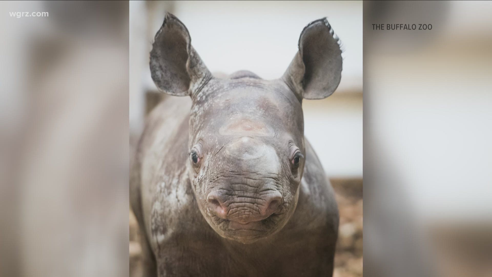 Buffalo Zoo welcomes new Rhino 'Lulu'