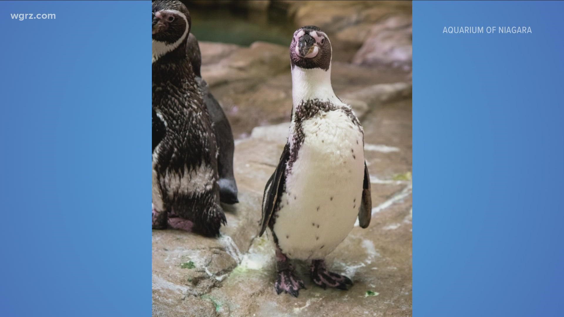 Penguins off exhibit at Aquarium of Niagara