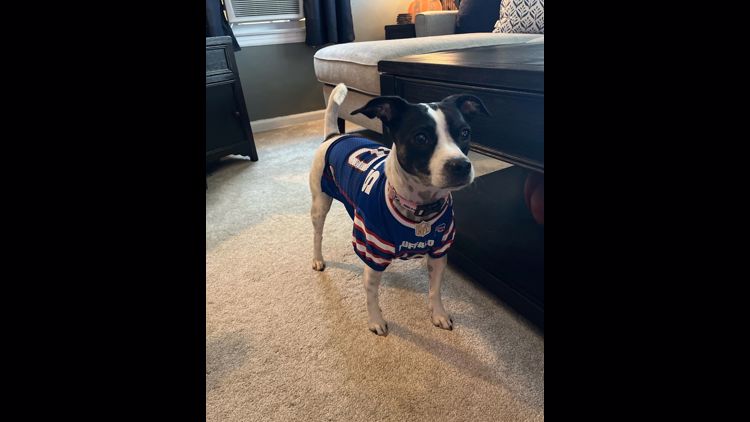 PHOTOS: Bills Mafia dogs