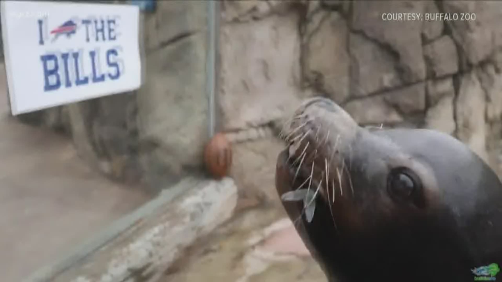 That's one of the Buffalo Zoo's California sea lions getting into the Bills spirit with the shout song.
The cove was decked out in some Bills signs and footballs.