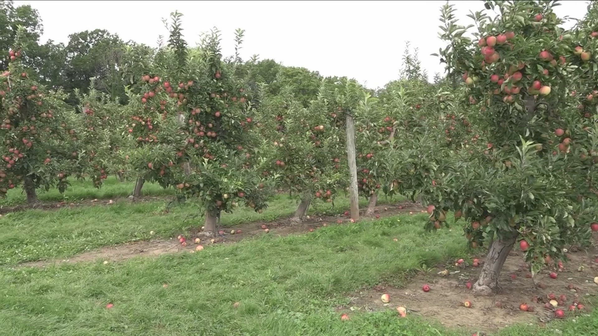 Frost and freezing temps in late April and early May aren't a new phenomenon for Empire State apple growers, but this year it came later than usual.