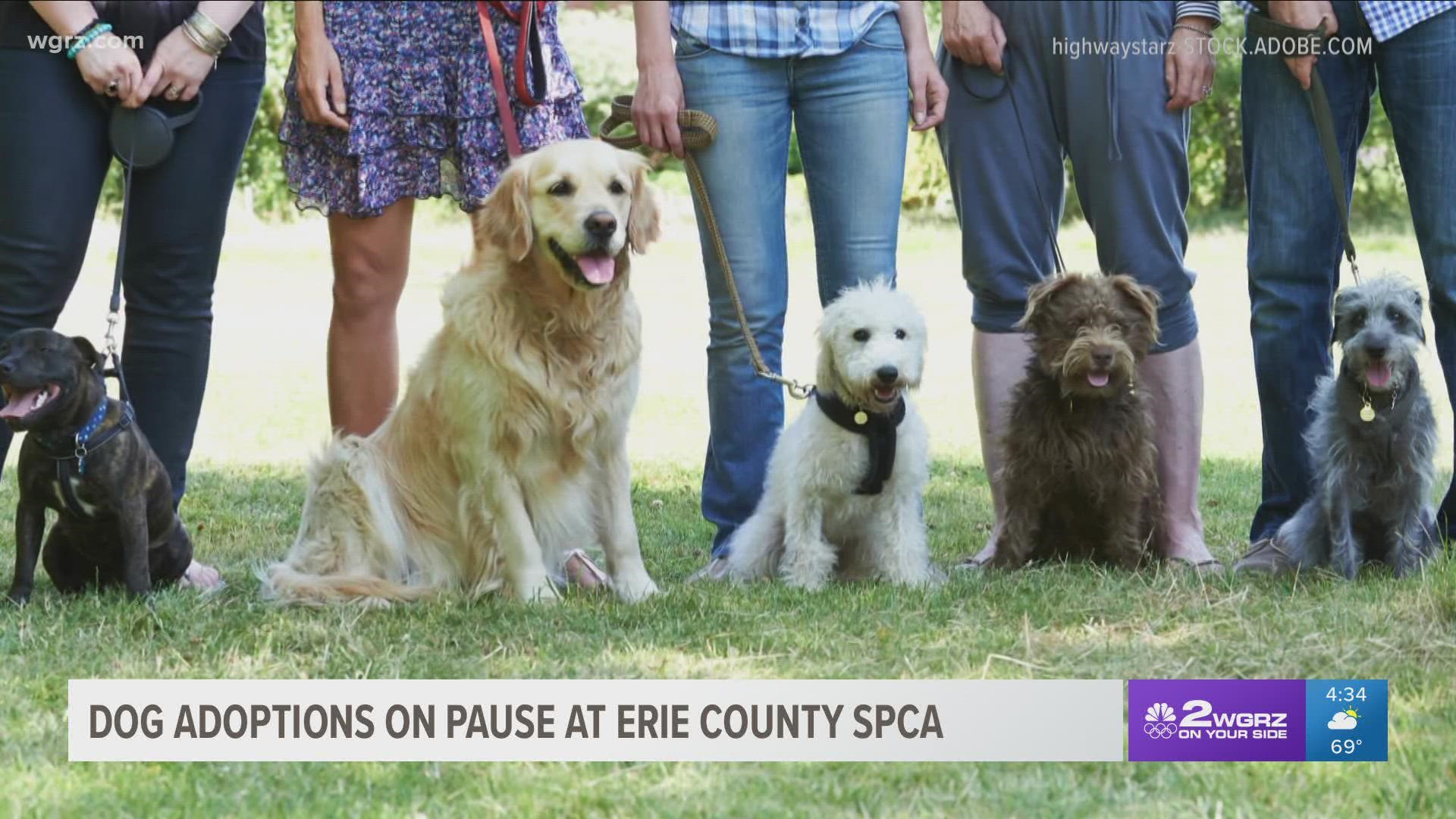 Dog adoptions on pause at Erie County SPCA