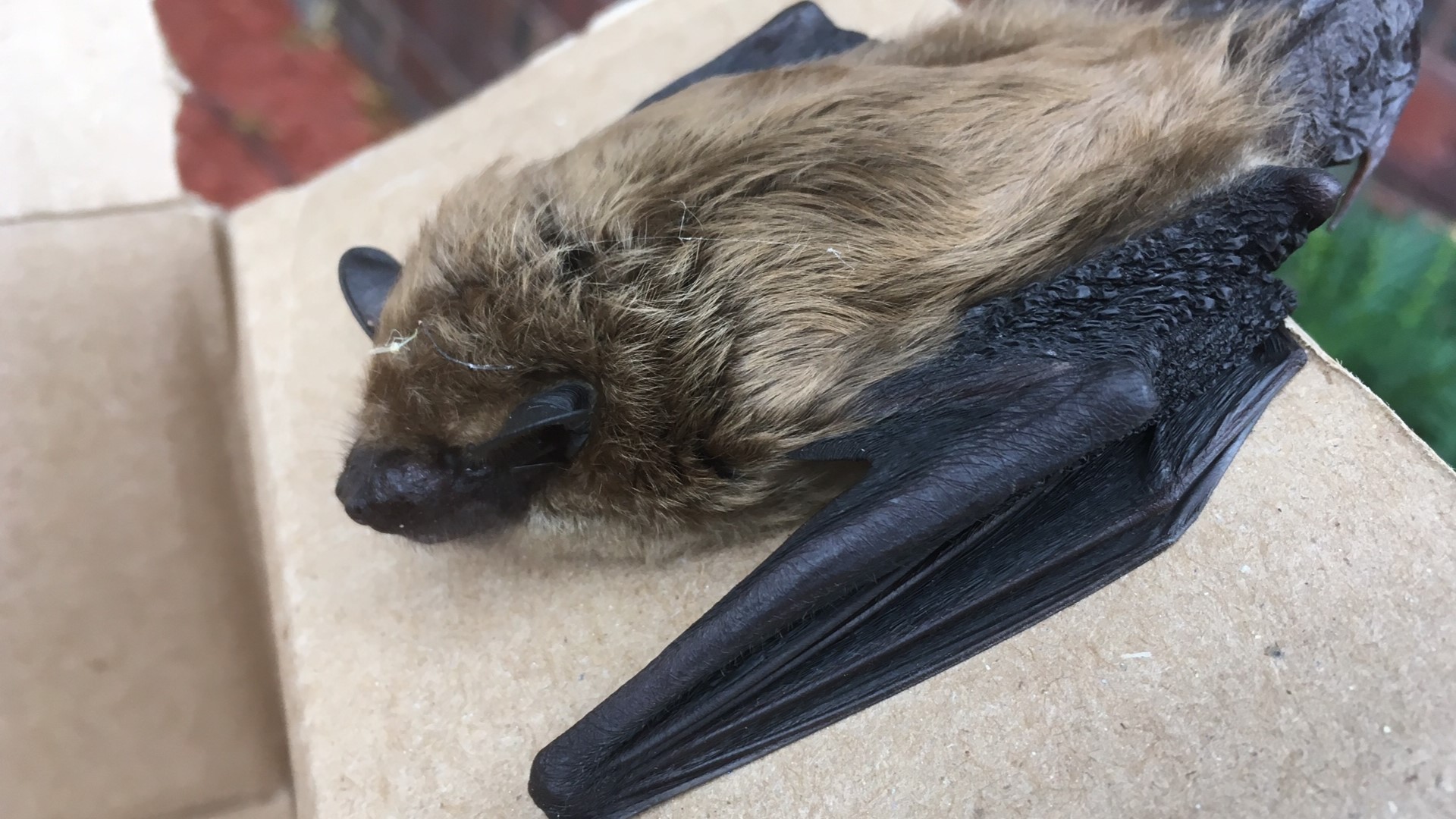 2 The Outdoors: Helping bats in the Southern Tier | wgrz.com